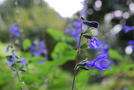 前の写真のサムネイル：花とたわむれる光